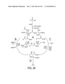 ENGINEERED STRAIN OF ESCHERICHIA COLI FOR PRODUCTION OF     POLY-R-3-HYDROXYALKANOATE POLYMERS WITH DEFINED MONOMER UNIT COMPOSITION     AND METHODS BASED THEREON diagram and image