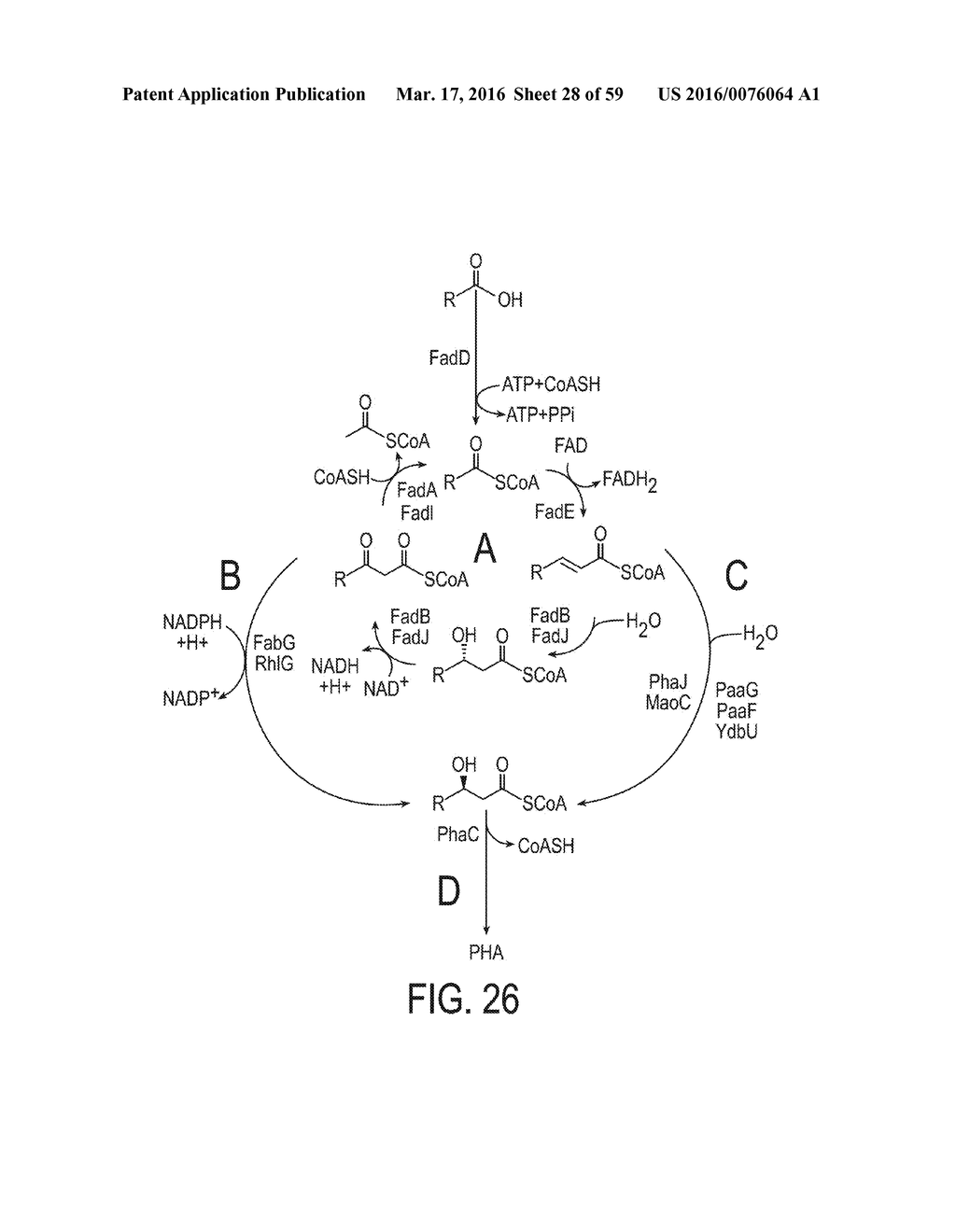 ENGINEERED STRAIN OF ESCHERICHIA COLI FOR PRODUCTION OF     POLY-R-3-HYDROXYALKANOATE POLYMERS WITH DEFINED MONOMER UNIT COMPOSITION     AND METHODS BASED THEREON - diagram, schematic, and image 29