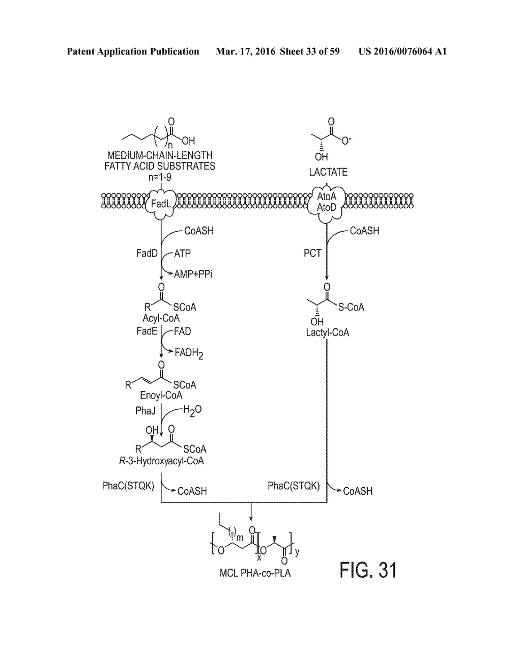 ENGINEERED STRAIN OF ESCHERICHIA COLI FOR PRODUCTION OF     POLY-R-3-HYDROXYALKANOATE POLYMERS WITH DEFINED MONOMER UNIT COMPOSITION     AND METHODS BASED THEREON - diagram, schematic, and image 34