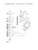 ENGINEERED STRAIN OF ESCHERICHIA COLI FOR PRODUCTION OF     POLY-R-3-HYDROXYALKANOATE POLYMERS WITH DEFINED MONOMER UNIT COMPOSITION     AND METHODS BASED THEREON diagram and image