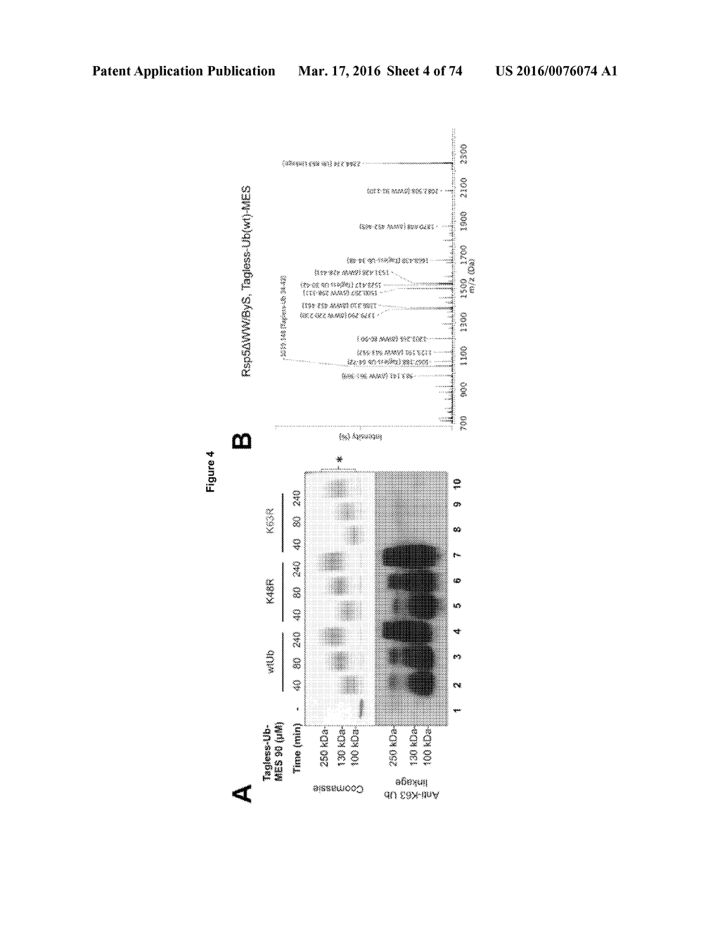 PROBES AND ASSAYS FOR MEASURING E3 LIGASE ACTIVITY - diagram, schematic, and image 05