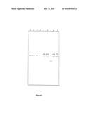 MUTATION WITHIN THE CONNEXIN 26 GENE RESPONSIBLE FOR PRELINGUAL     NON-SYNDROMIC DEAFNESS AND METHOD OF DETECTION diagram and image