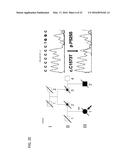 MOLECULAR TARGETS FOR ALS AND RELATED DISORDERS diagram and image