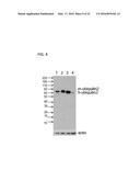 MOLECULAR TARGETS FOR ALS AND RELATED DISORDERS diagram and image