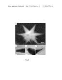 COATED MESOFLOWERS FOR MOLECULAR DETECTION AND SMART BARCODE MATERIALS diagram and image