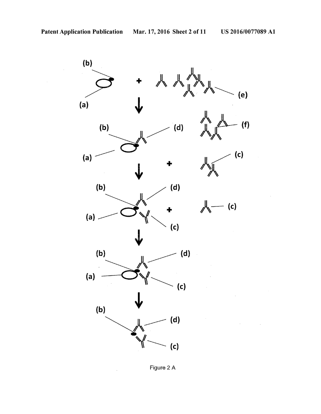 Platelet Allo-Antigen Typing And Platelet Antibody Tests - diagram, schematic, and image 03