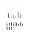 FRUCTOBACILLUS AS A PROBIOTIC FOR HONEYBEES diagram and image