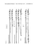 Chimeric Antigen Receptors diagram and image