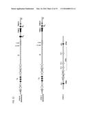 Chimeric Antigen Receptors diagram and image