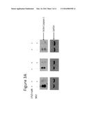 USE OF METHIONINE SULFOXIMINE TO TREAT DISEASES CAUSED BY AN INFLAMMATORY     CYTOKINE RESPONSE diagram and image