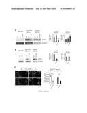 METHODS, COMPOSITIONS AND KITS FOR PROMOTING MOTOR NEURON SURVIVAL AND     TREATING AND DIAGNOSING NEURODEGENERATIVE DISORDERS diagram and image