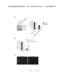 METHODS, COMPOSITIONS AND KITS FOR PROMOTING MOTOR NEURON SURVIVAL AND     TREATING AND DIAGNOSING NEURODEGENERATIVE DISORDERS diagram and image