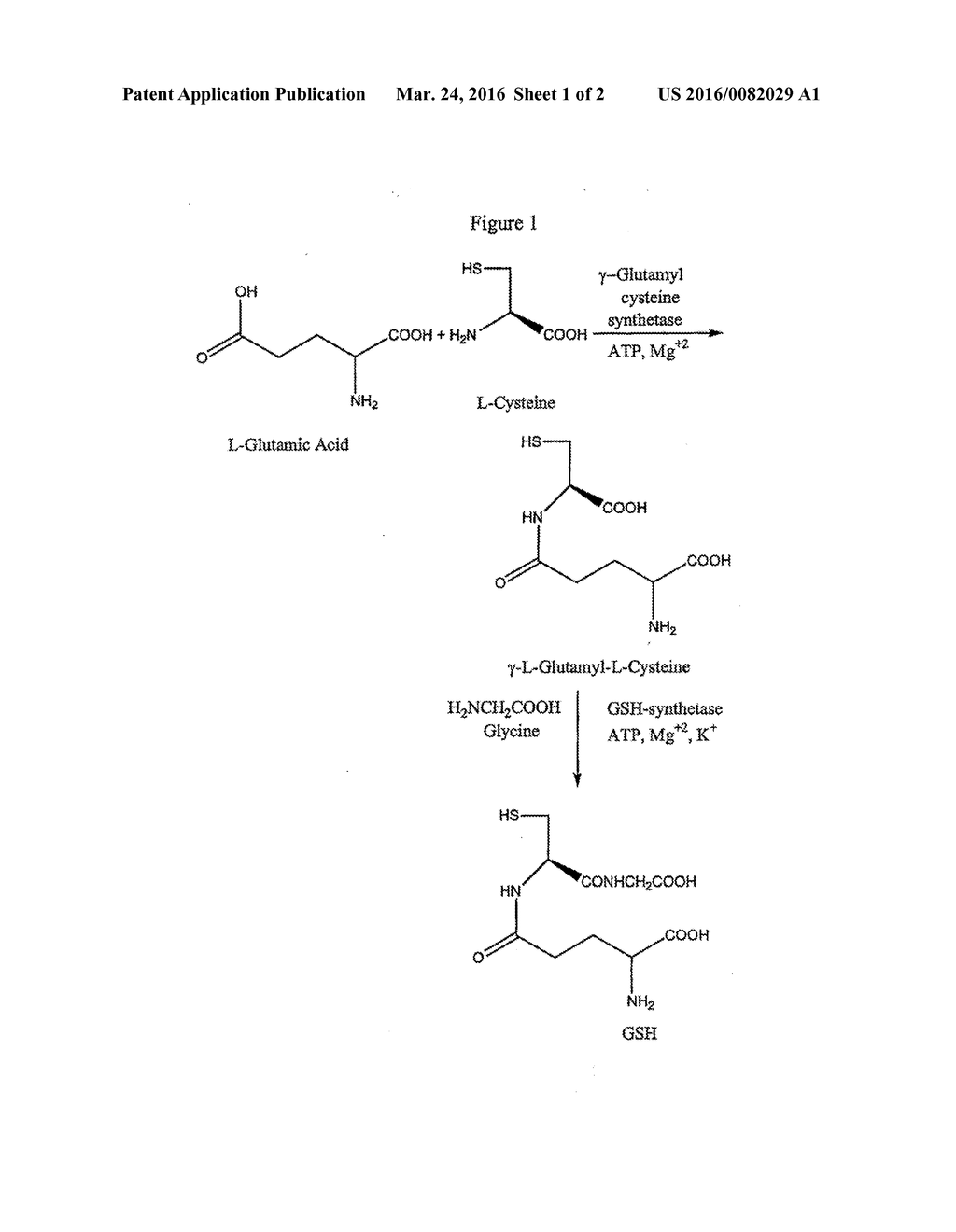 METHOD TO ENHANCE DELIVERY OF GLUTATHIONE AND ATP LEVELS IN CELLS - diagram, schematic, and image 02