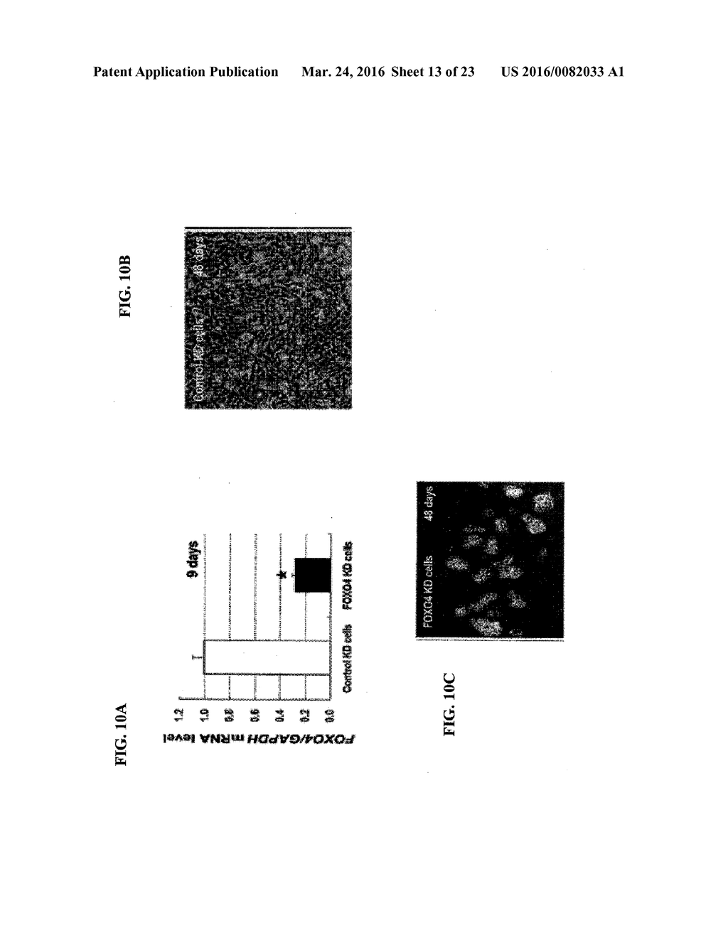 COMPOSITIONS OF SELENOORGANIC COMPOUNDS AND METHODS OF USE THEREOF - diagram, schematic, and image 14