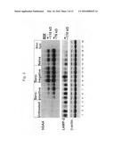 IMMUNOMODULATING GENE THERAPY diagram and image