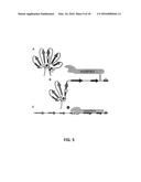 FORMULATIONS AND METHODS FOR CONTEMPORANEOUS STABILIZATION OF ACTIVE     PROTEINS DURING SPRAY DRYING AND STORAGE diagram and image