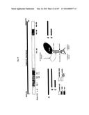 FLAGELLIN RELATED POLYPEPTIDES AND USES THEREOF diagram and image