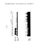 FLAGELLIN RELATED POLYPEPTIDES AND USES THEREOF diagram and image