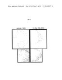 FLAGELLIN RELATED POLYPEPTIDES AND USES THEREOF diagram and image