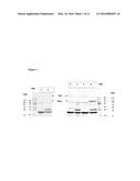 NEISSERIAL VACCINE COMPOSITIONS COMPRISING A COMBINATION OF ANTIGENS diagram and image