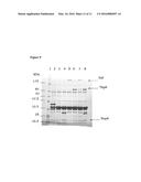 NEISSERIAL VACCINE COMPOSITIONS COMPRISING A COMBINATION OF ANTIGENS diagram and image