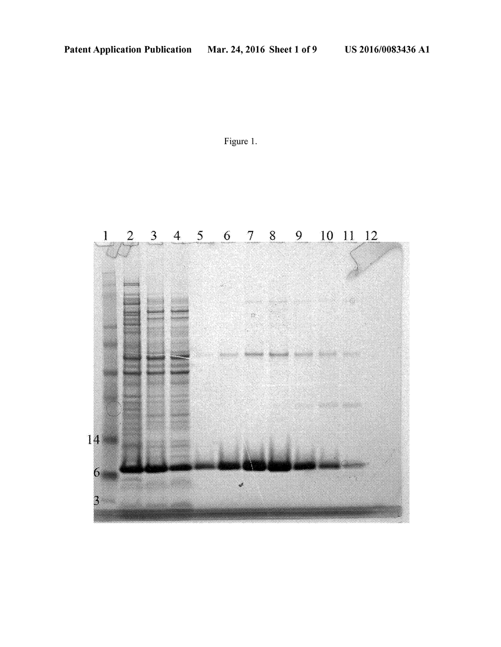 Non-Natural Consensus Albumin Binding Domains - diagram, schematic, and image 02