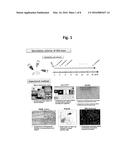 COMPOSITION COMPRISING RECOMBINANT FUSION PROTEIN OF PATHOGENIC ANTIGEN     PROTEIN AND FLAGELLIN OF VIBRIO VULNIFICUS FOR PREVENTING, ALLEVIATING,     OR TREATING AGING diagram and image