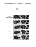 COMPOSITION COMPRISING RECOMBINANT FUSION PROTEIN OF PATHOGENIC ANTIGEN     PROTEIN AND FLAGELLIN OF VIBRIO VULNIFICUS FOR PREVENTING, ALLEVIATING,     OR TREATING AGING diagram and image