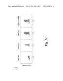 T CELL IMMUNOTHERAPY SPECIFIC FOR WT-1 diagram and image