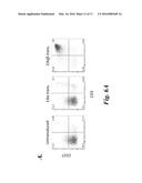 T CELL IMMUNOTHERAPY SPECIFIC FOR WT-1 diagram and image