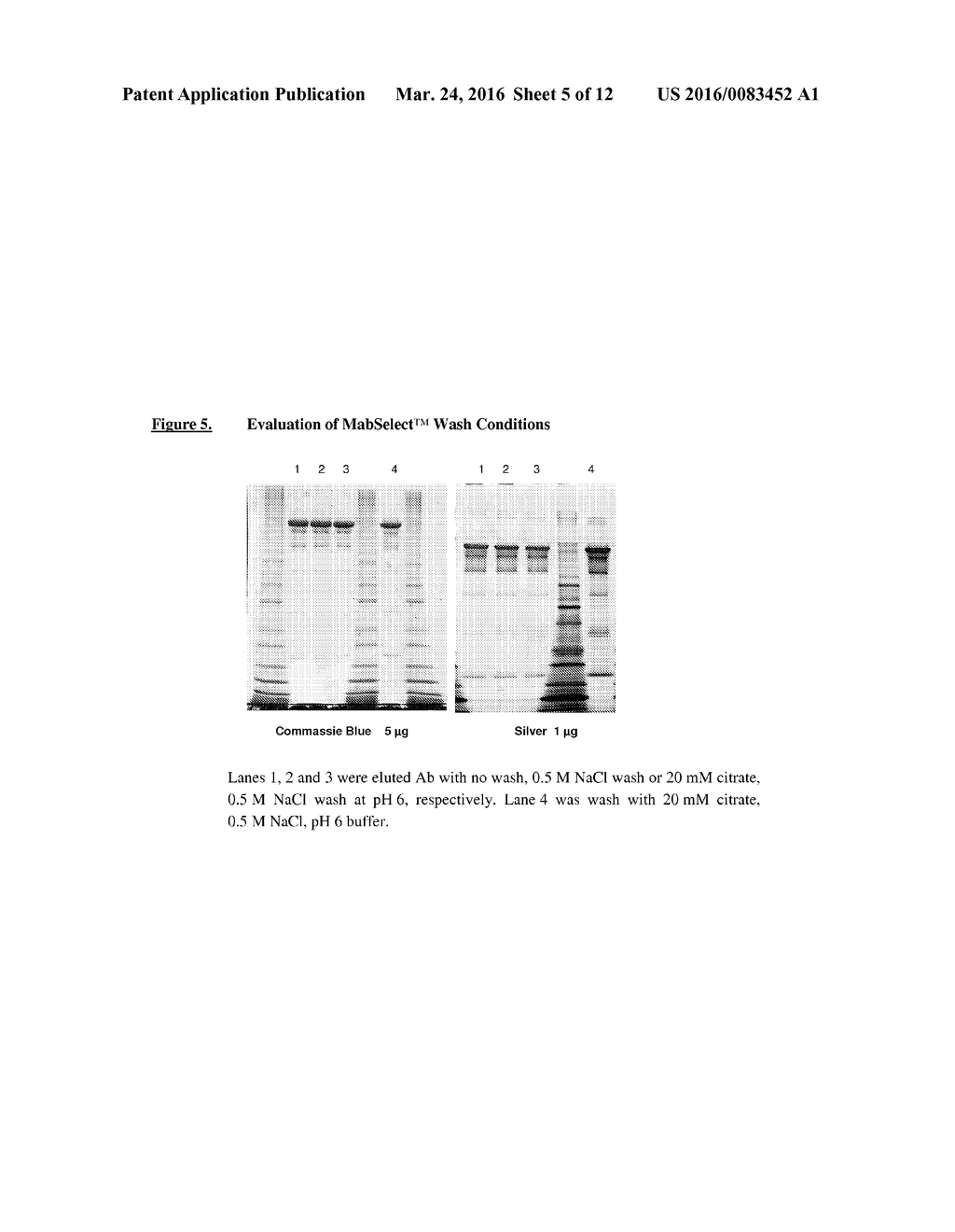 Isolation and Purification of Antibodies Using Protein A Affinity     Chromatography - diagram, schematic, and image 06
