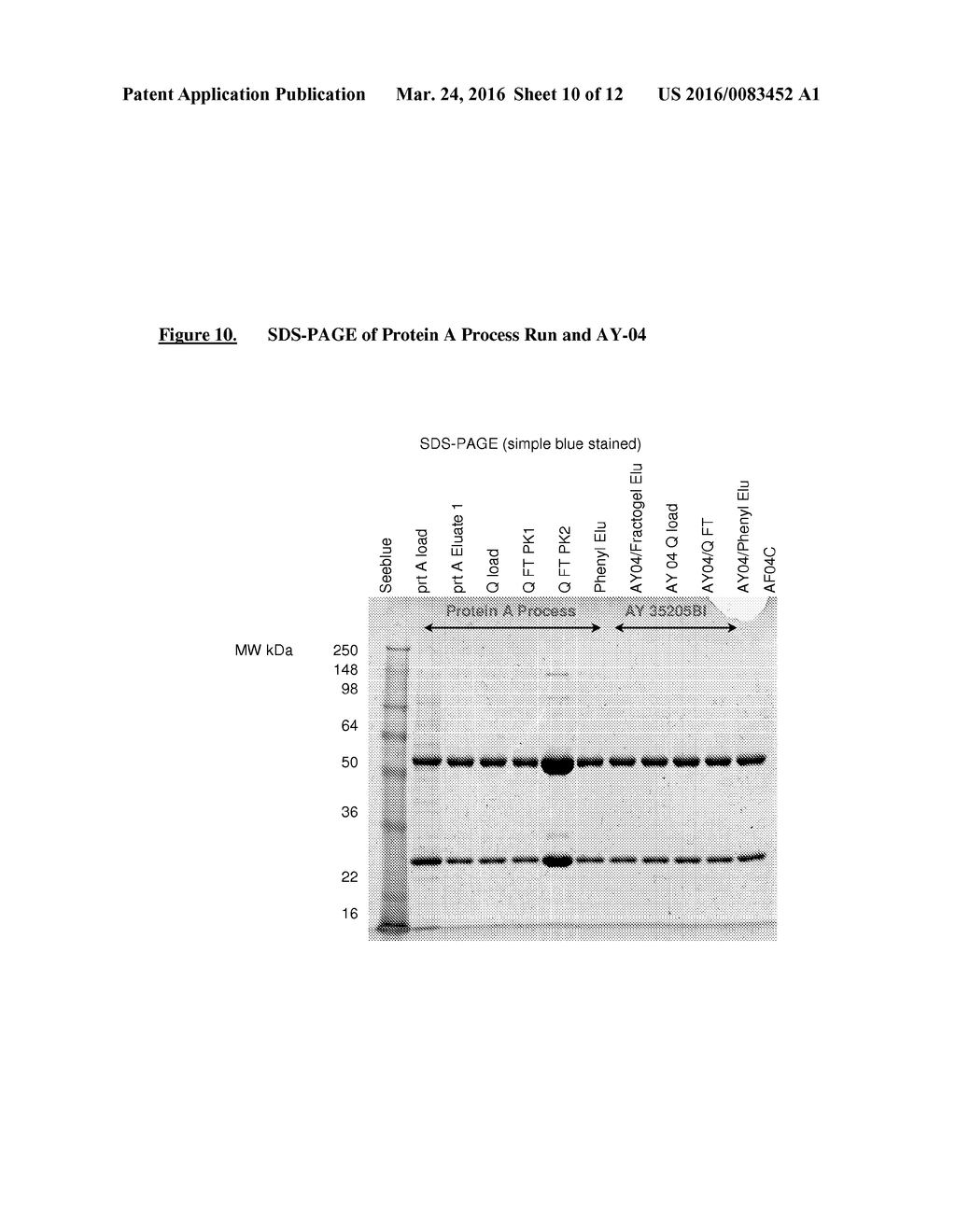 Isolation and Purification of Antibodies Using Protein A Affinity     Chromatography - diagram, schematic, and image 11