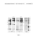 FUSION PROTEINS AND IMMUNOCONJUGATES AND USES THEREOF diagram and image