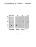 FUSION PROTEINS AND IMMUNOCONJUGATES AND USES THEREOF diagram and image