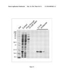 FUSION PROTEINS AND IMMUNOCONJUGATES AND USES THEREOF diagram and image