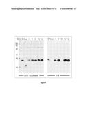 FUSION PROTEINS AND IMMUNOCONJUGATES AND USES THEREOF diagram and image