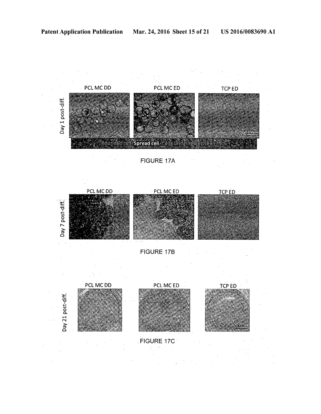 MICROCARRIERS FOR STEM CELL CULTURE AND FABRICATION THEREOF - diagram, schematic, and image 16