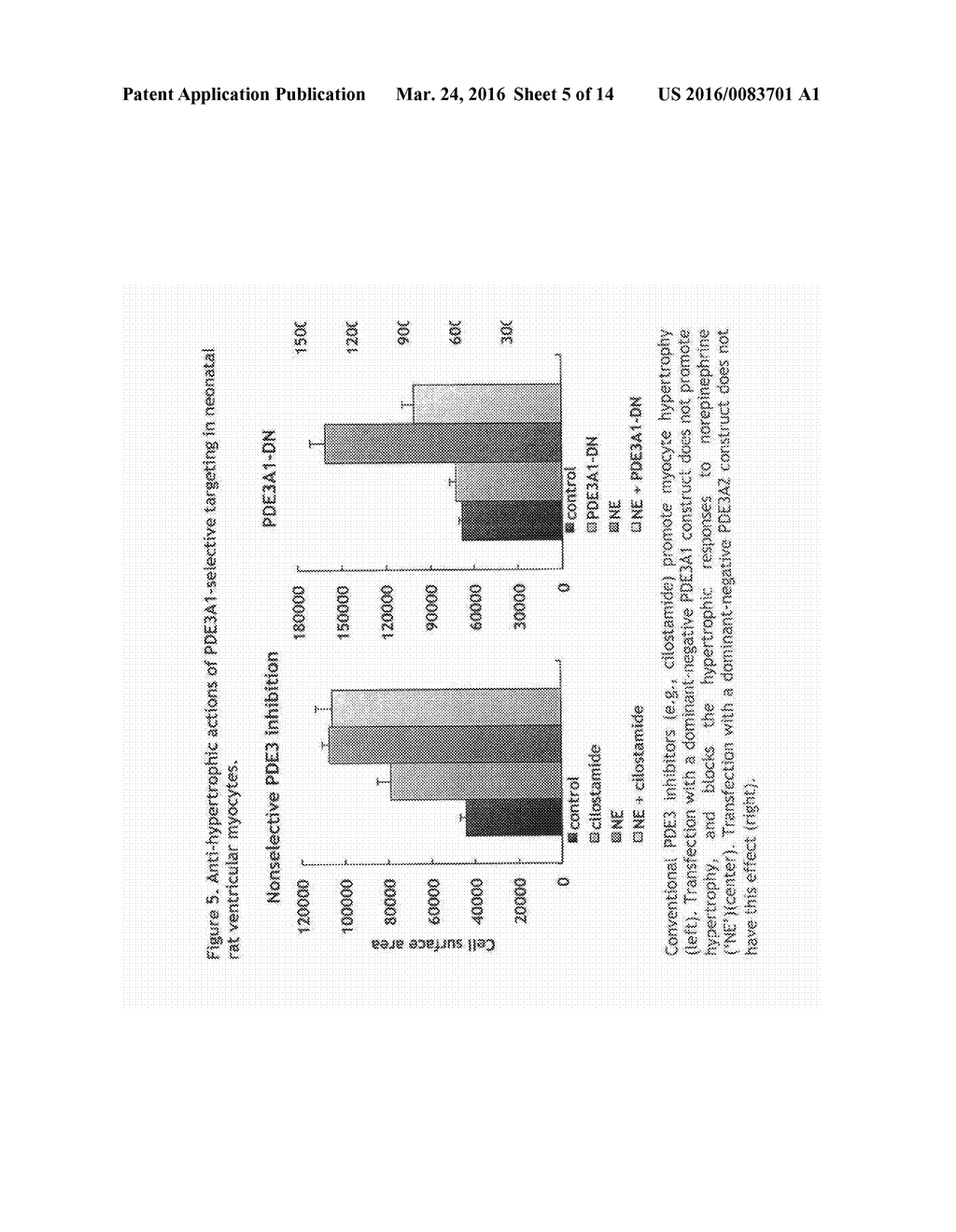 METHODS FOR MODULATING CYCLIC NUCLEOTIDE-MEDIATED SIGNALING IN CARDIAC     MYOCYTES AND COMPOSITIONS - diagram, schematic, and image 06