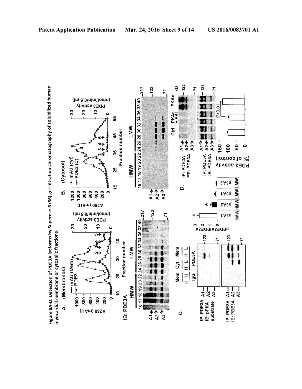 METHODS FOR MODULATING CYCLIC NUCLEOTIDE-MEDIATED SIGNALING IN CARDIAC     MYOCYTES AND COMPOSITIONS - diagram, schematic, and image 10