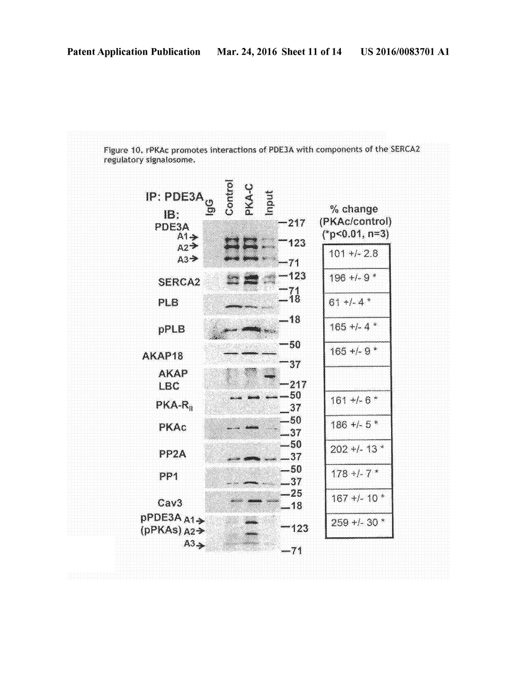 METHODS FOR MODULATING CYCLIC NUCLEOTIDE-MEDIATED SIGNALING IN CARDIAC     MYOCYTES AND COMPOSITIONS - diagram, schematic, and image 12