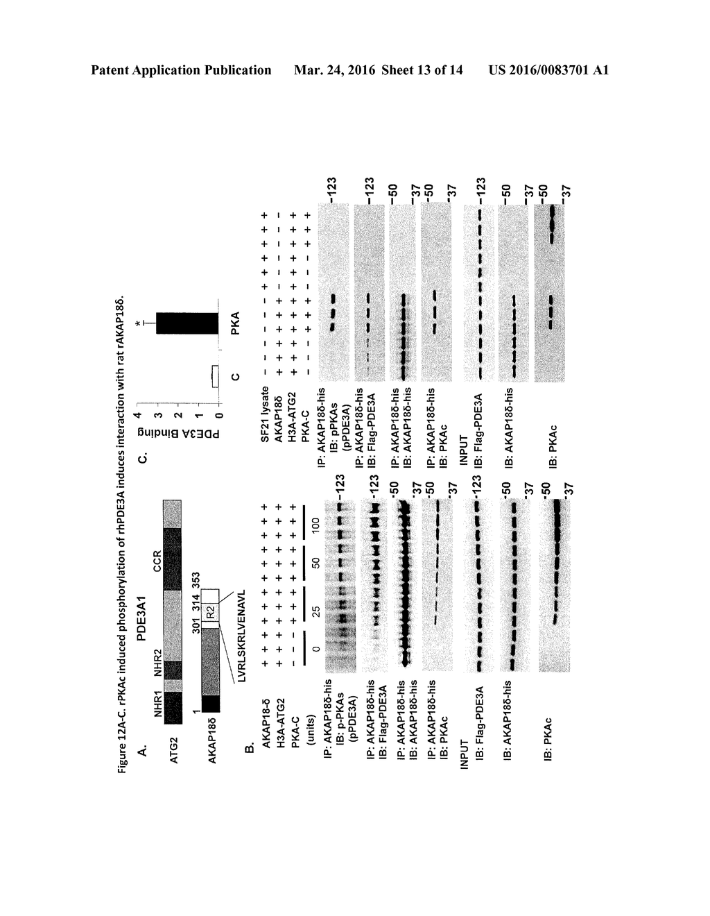 METHODS FOR MODULATING CYCLIC NUCLEOTIDE-MEDIATED SIGNALING IN CARDIAC     MYOCYTES AND COMPOSITIONS - diagram, schematic, and image 14