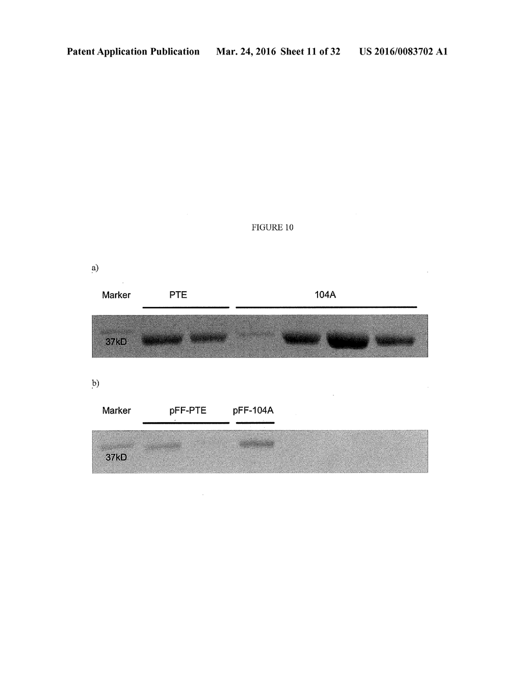 NOVEL PHOSPHOTRIESTERASE ENZYMES, METHODS AND COMPOSITIONS RELATED THERETO - diagram, schematic, and image 12