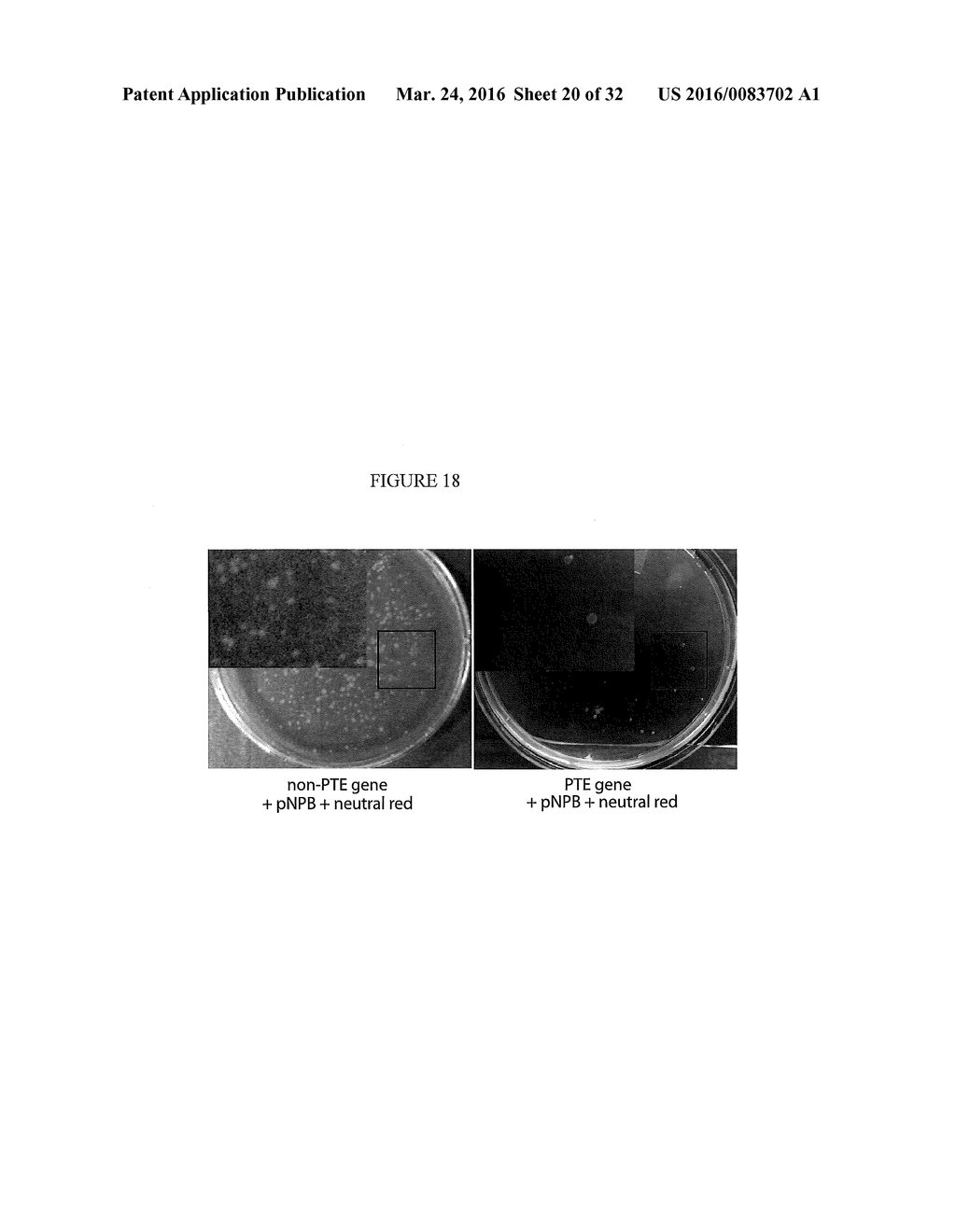 NOVEL PHOSPHOTRIESTERASE ENZYMES, METHODS AND COMPOSITIONS RELATED THERETO - diagram, schematic, and image 21