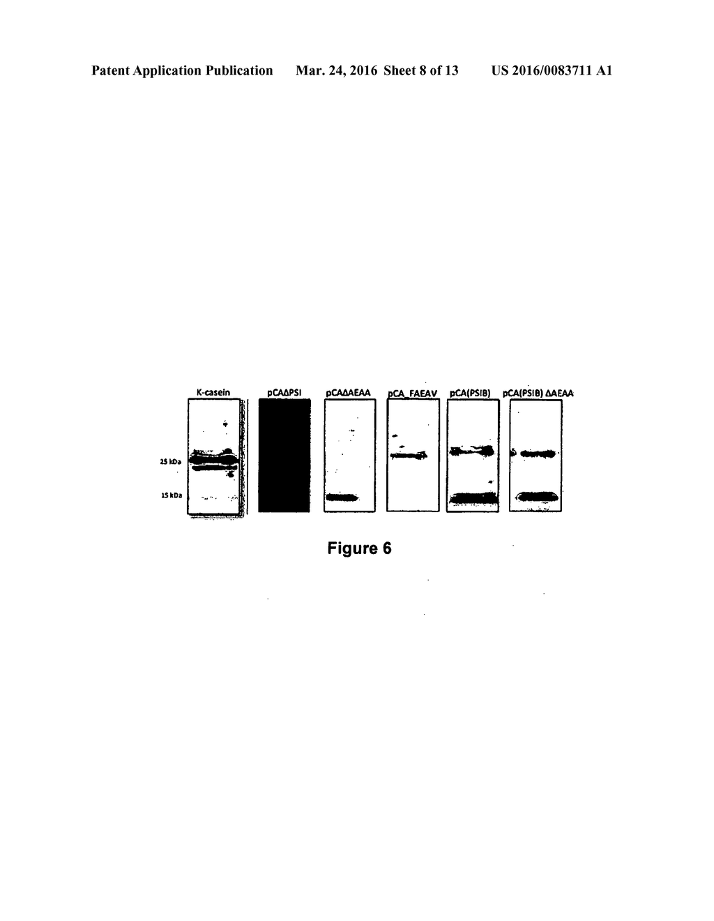 ASPARTIC PROTEASES - diagram, schematic, and image 09