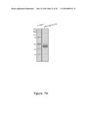 Increasing the Content of Long Chain Fatty Acids in Seed Oil diagram and image