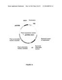 PLANTS HAVING ENHANCED YIELD-RELATED TRAITS AND A METHOD FOR MAKING THE     SAME diagram and image