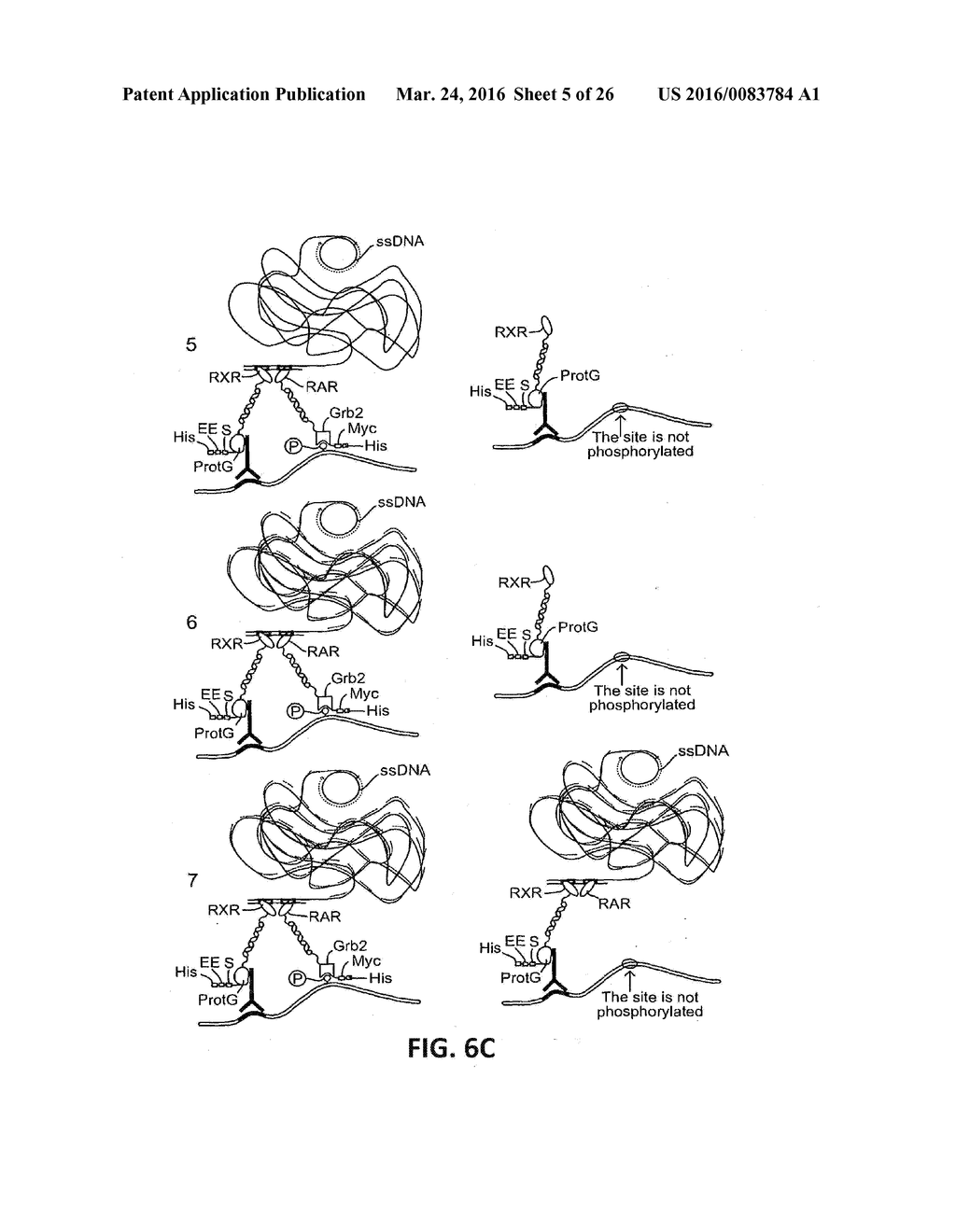 COINCIDENCE DETECTION - diagram, schematic, and image 06