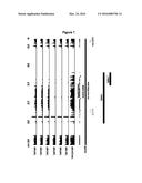 Diagnostic test for skeletal atavism in horses diagram and image