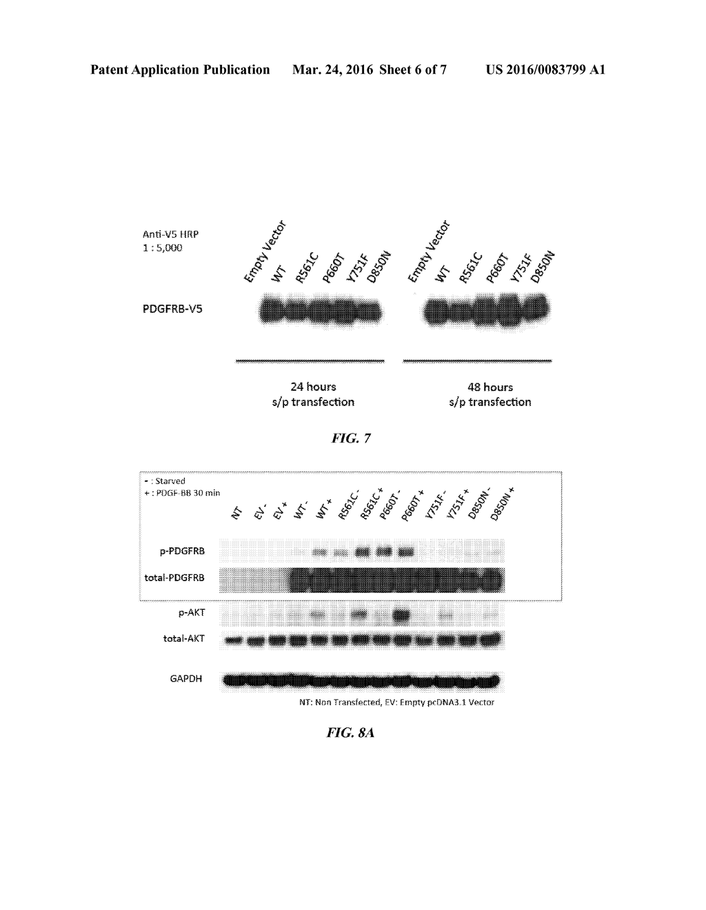 MUTATIONS IN PDGFRB AND NOTCH3 AS CAUSES OF AUTOSOMAL DOMINANT INFANTILE     MYOFIBROMATOSIS - diagram, schematic, and image 07