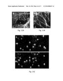 METHOD AND APPARATUS FOR SINGLE-PARTICLE LOCALIZATION USING WAVELET     ANALYSIS diagram and image